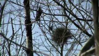 CORBEAU Freux  Corvus frugilegus  La Corbeautière  BRUITX [upl. by Robbin]