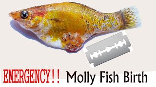 Emergency Molly Fish Birth  Molly Giving Birth [upl. by Norvil510]