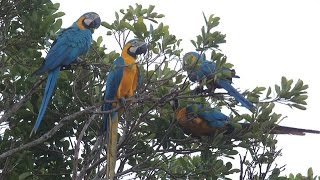 Saving Bolivias Bluethroated Macaw [upl. by Hamforrd912]