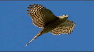 Sparrowhawk Bird Call Bird Song [upl. by Aicirtam778]