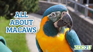 All About Macaws [upl. by Eilsil]