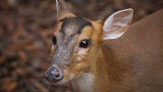 Barking Deer [upl. by Eiznyl]