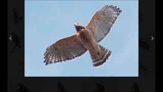 Redshouldered Hawk Identification Examples [upl. by Mchenry]