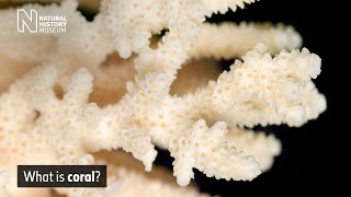 What is Coral  Natural History Museum [upl. by Mitchael]