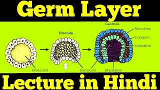 Gastrulation  Germ Layers Ectoderm Mesoderm amp Endoderm  For NEET [upl. by Tannen319]