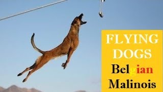 SUPERPOWER DOG ⭐️ EXTREME MALINOIS Dogs ⭐️JUMPING Belgian Shepherd🔎 COMPILATION amp FACTS [upl. by Stauffer]