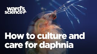 Caring and Culturing for Daphnia [upl. by Dionne]