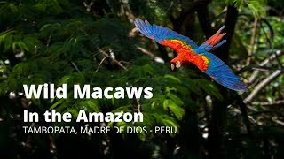 Wild Macaws in the Amazon Jungle Rainforest  Tambopata PERU [upl. by Nahtnahoj199]