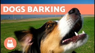 The Best Barking Dogs Compilation [upl. by Razaile61]