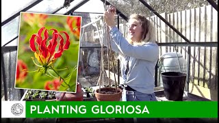 How to plant Gloriosa bulbstubers  FarmerGracycouk [upl. by Nolak]