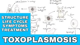 Toxoplasmosis  Toxoplasma gondii  Structure Life cycle Symptoms Treatment  Bio science [upl. by Fortuna]