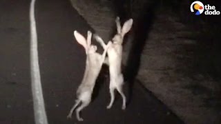 Rabbits Fight In The Cutest Way [upl. by Syah]