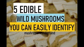 5 Edible Wild Mushrooms you can Easily Identify [upl. by Naawaj]