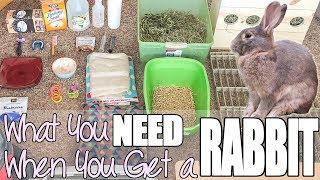 What You Need When You Get A Rabbit [upl. by Yahsram]