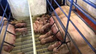 The Birthing Process of a Piglet [upl. by Conchita]