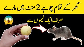 Ghar sy chuhe bhagany ka asan tarika  how to get rid rat from house [upl. by Covell]