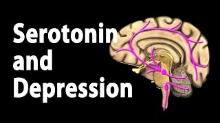 Serotonin and Treatments for Depression Animation [upl. by Torrance695]