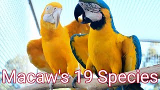 Macaw 19 Species Must Watch Macaw Lovers [upl. by Levesque]