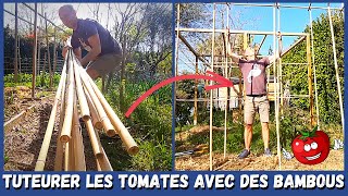 Construction dune structure en BAMBOU pour accueillir les TOMATES 🍅🍅 [upl. by Stent]