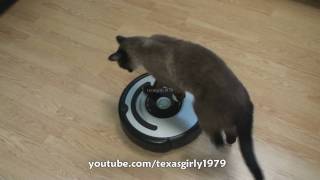 Cat shows HOW TO use iRobot Roomba Vacuum [upl. by Trebma]