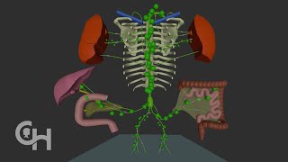 Lymphatic Drainage Of Upper Limb [upl. by Aiekat]