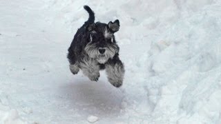 Miniature Schnauzer in Snow [upl. by Kenta318]