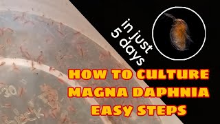 How to Culture Magna Daphnia Easily [upl. by Hibbs]