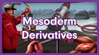 Mesoderm Derivatives MCAT Mnemonic Preview [upl. by Yddur]