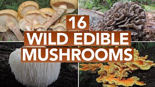 16 Wild Edible Mushrooms You Can Forage This Autumn [upl. by Attaynek]