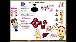 Toxoplasmosis toxoplasma gondii [upl. by Haze]