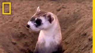 Black Footed Ferrets  National Geographic [upl. by Hewitt]