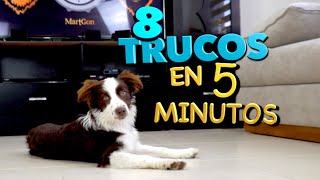 8 Trucos de Perros EN 5 MINUTOS  MartGon [upl. by Akinet]