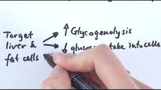 A2 Biology  Regulation of blood glucose level OCR A Chapter 143 [upl. by Carlynn]