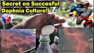 How to Culture Daphnia Successfully [upl. by Taryne]