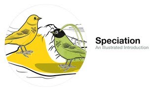 Speciation An Illustrated Introduction [upl. by Attennek197]