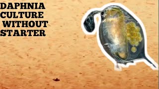 HOW TO CULTURE DAPHNIA NATURALLY WITHOUT A STARTER [upl. by Nayrb]