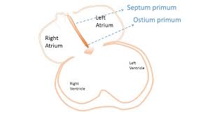 interatrial Septum development [upl. by Barlow]