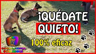 ENSEÑAR a un PERRO el QUIETO FÁCIL y EFECTIVO  Adiestramiento Canino en Obediencia [upl. by Adelind]