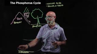 The phosphorus cycle [upl. by Ursola]