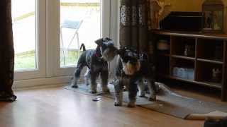 Mini Schnauzers barking HIGH PITCHED [upl. by Merari]