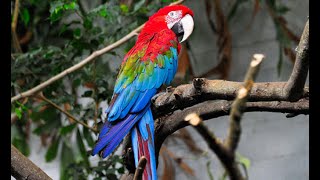 Noisy Red And Green Macaws [upl. by Htebirol556]