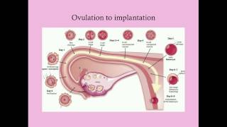 Fundamentals of Pregnancy  CRASH Medical Review Series [upl. by Adnawyt]