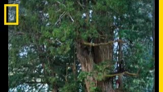 Redwoods The Tallest Trees  National Geographic [upl. by Melburn]