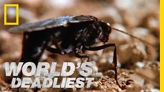 Hairy Spider vs Wasp  Worlds Deadliest [upl. by Aifoz]