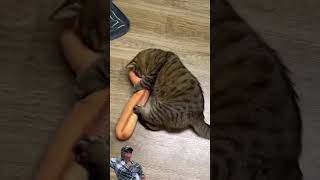 Lustige KatzenVideos  5 shorts [upl. by Leahcimal181]