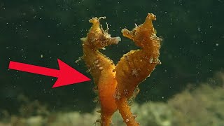 Cute SeaHorse Mating and Giving Birth [upl. by Ocramed]