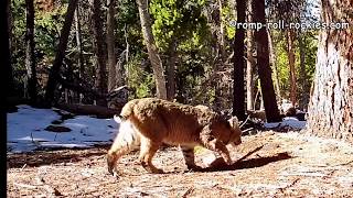 Bobcat pair and a deep growl 112118 [upl. by Euqinom]