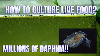 How to Culture Daphnia Secret Method to Breed MILLIONS  Simply Aquatic [upl. by Gnim714]