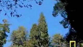 Tallest tree found in Redwood National Park Part 1 [upl. by Sternick]