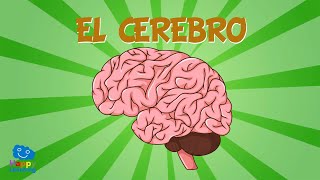 EL CEREBRO 🧠  Vídeos Educativos para Niños [upl. by Diann54]